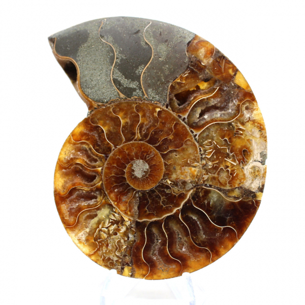 Ammonite fossilizzata lucida