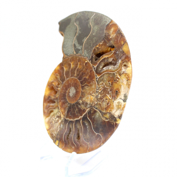 Ammonite fossilizzata lucida