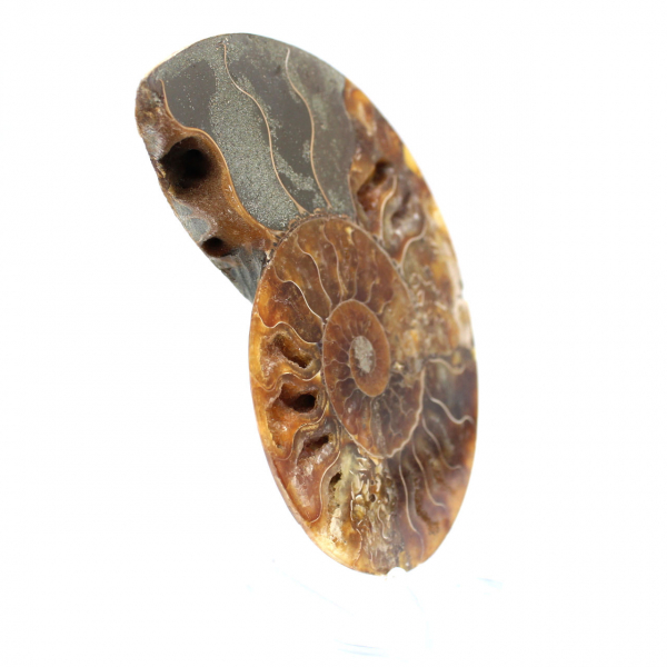 Ammonite fossilizzata lucida