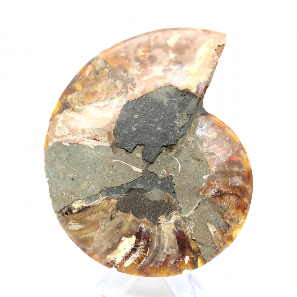 Ammonite fossilizzata lucida