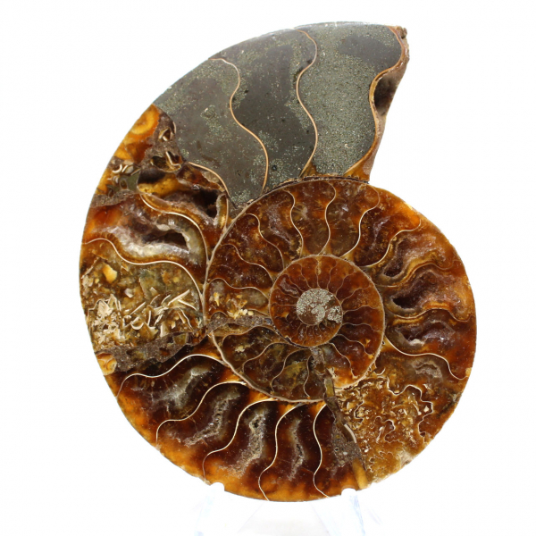 Ammonite naturale fossile