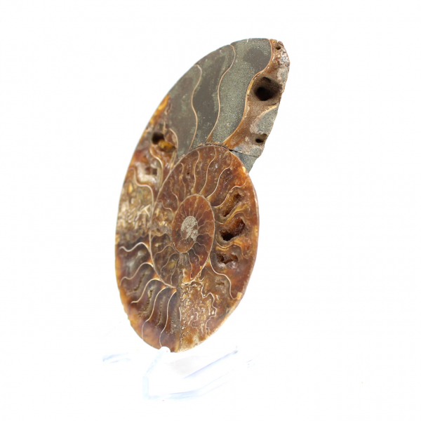 Ammonite naturale fossile