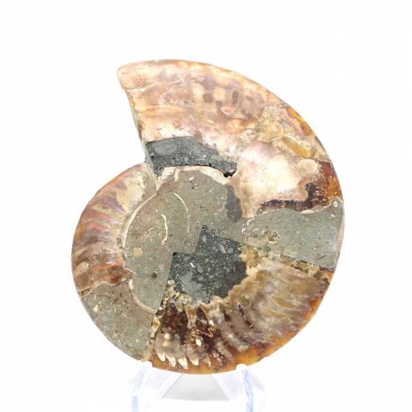 Ammonite naturale fossile