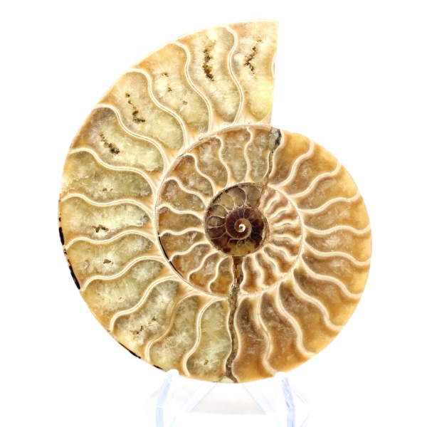 Fossile di ammonite lucidato