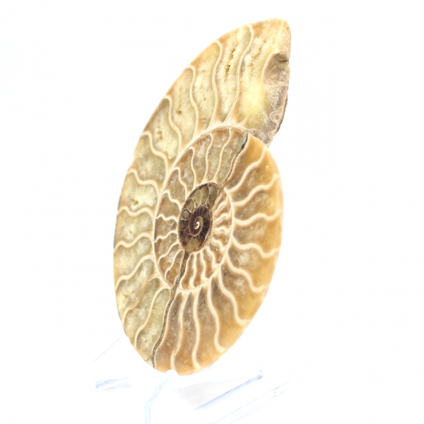 Fossile di ammonite lucidato