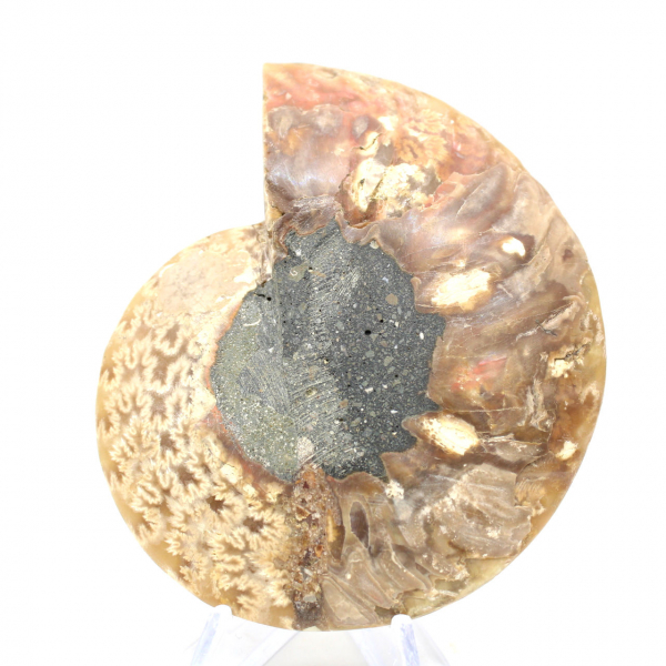 Fossile di ammonite lucidato