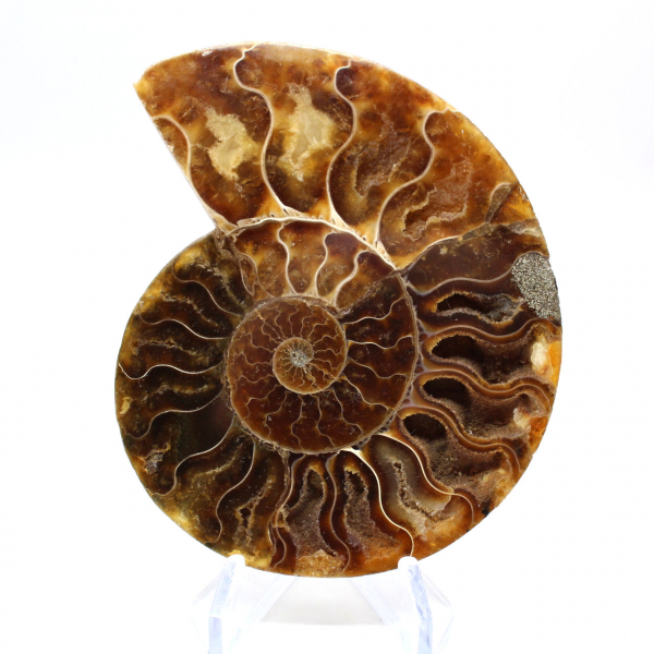 Fossile di ammonite pezzo unico