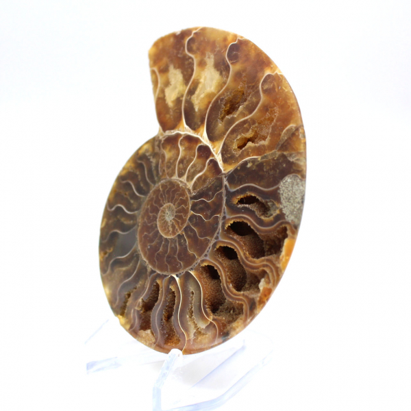 Fossile di ammonite pezzo unico