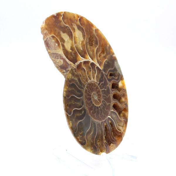 Fossile di ammonite pezzo unico