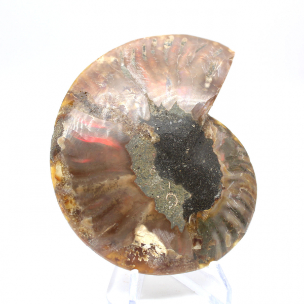 Fossile di ammonite pezzo unico