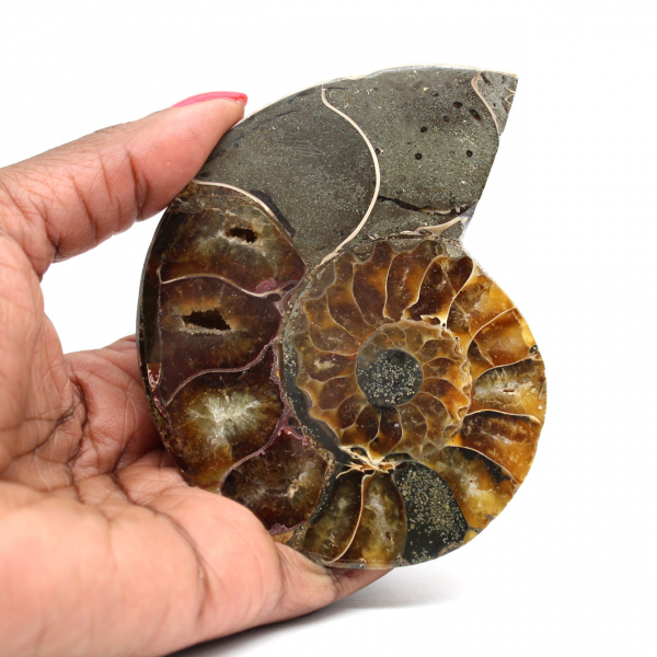 Ammonite un pezzo