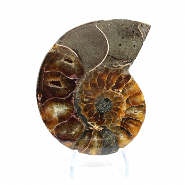 Ammonite un pezzo