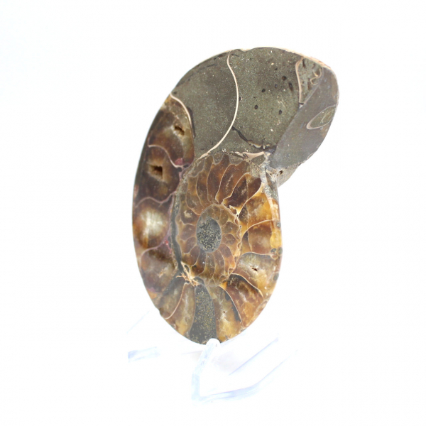 Ammonite un pezzo