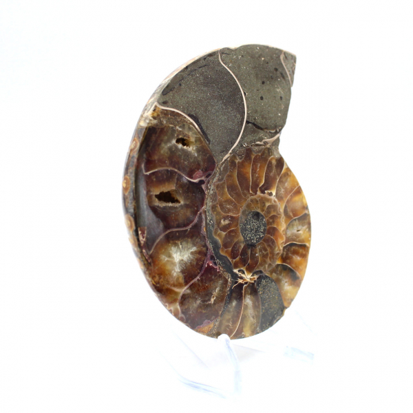 Ammonite un pezzo