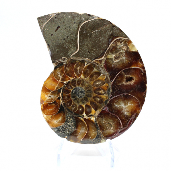 Ammonite fossilizzata