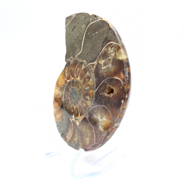 Ammonite fossilizzata