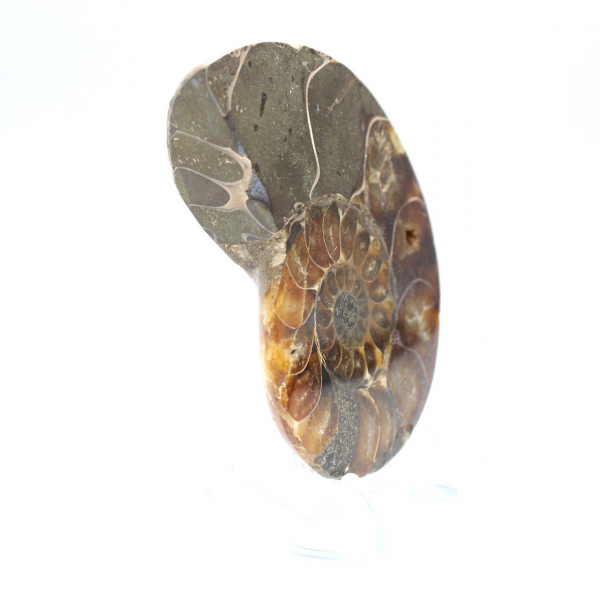 Ammonite fossilizzata