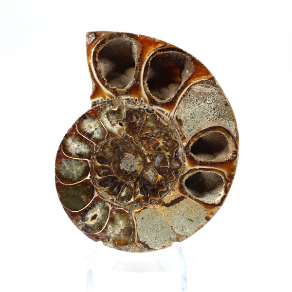 Ammonite segata lucida