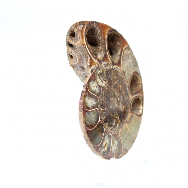 Ammonite segata lucida