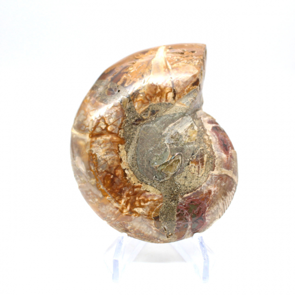 Ammonite segata lucida