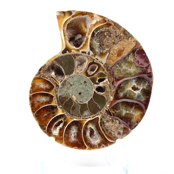 Ammonite fossile del Madagascar