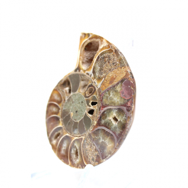 Ammonite fossile del Madagascar