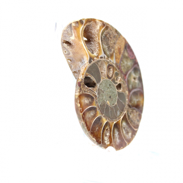 Ammonite fossile del Madagascar