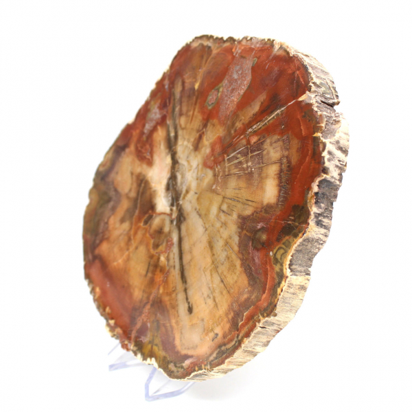 Legno silicizzato naturale lucidato