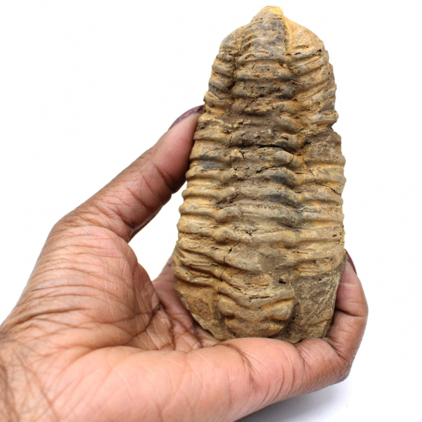 Trilobite