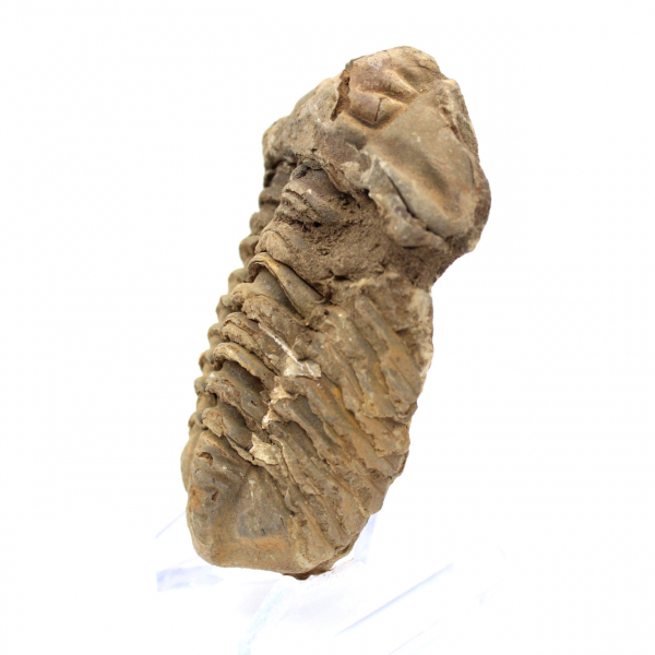 Trilobite grezzo dal Marocco