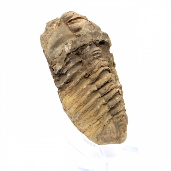 Trilobite grezzo dal Marocco