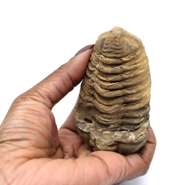 Trilobite grezzo dal Marocco