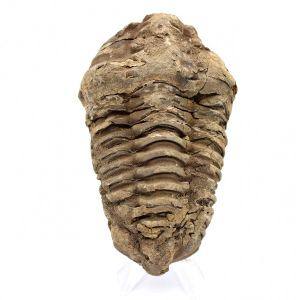 Trilobite fossile grezzo