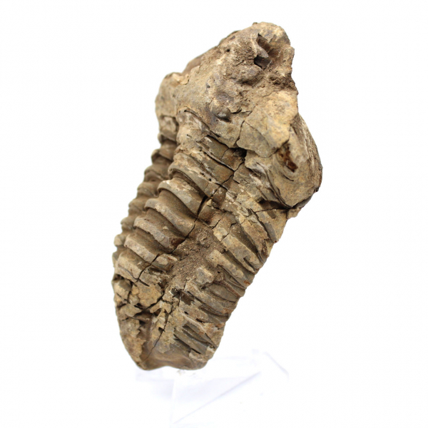 Trilobite fossile grezzo