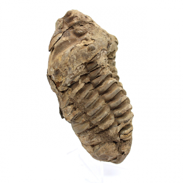 Trilobite fossile grezzo