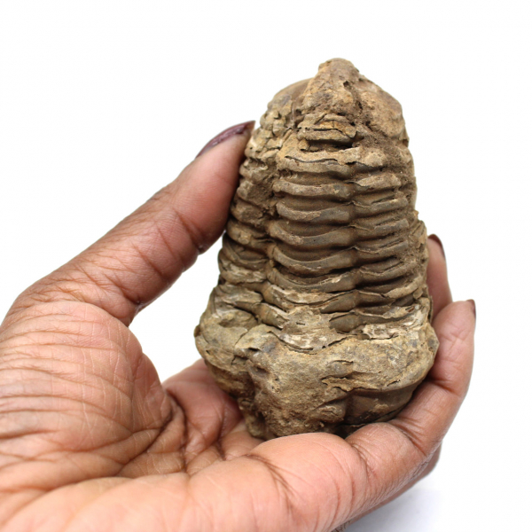 Trilobite fossile grezzo