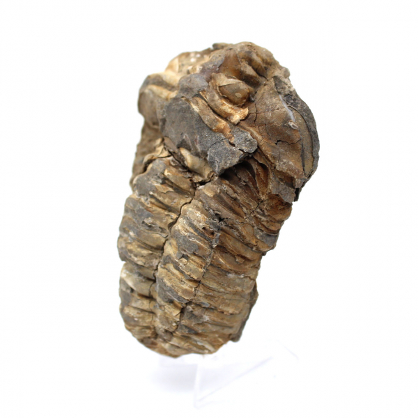 Trilobite grezzo