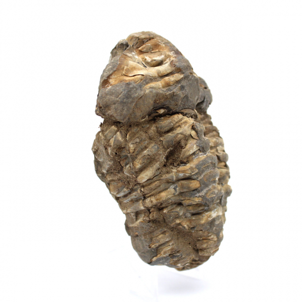 Trilobite grezzo