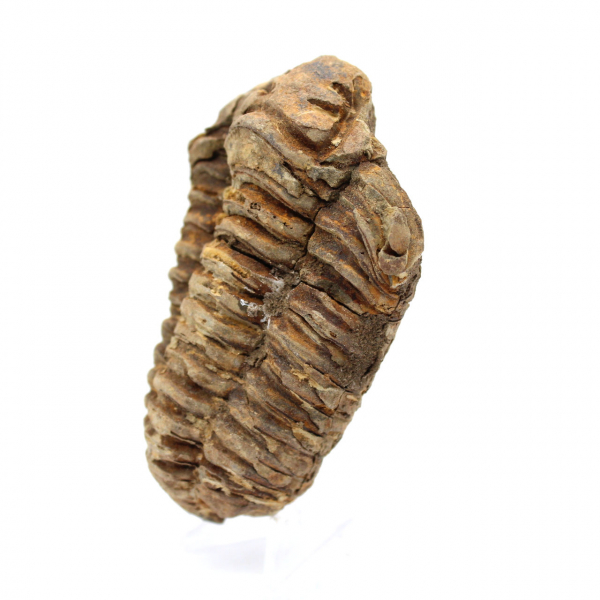 Trilobite Fossile Marocco