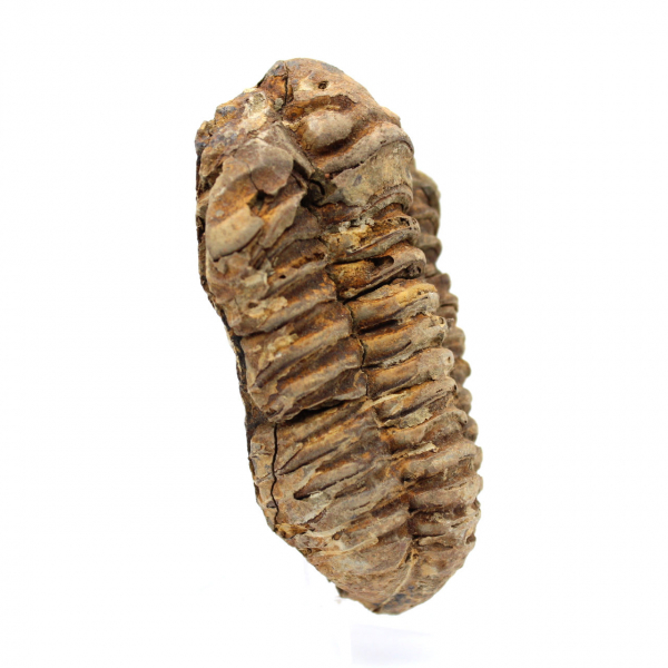 Trilobite Fossile Marocco