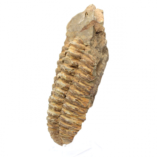 Fossile di trilobite dal Marocco