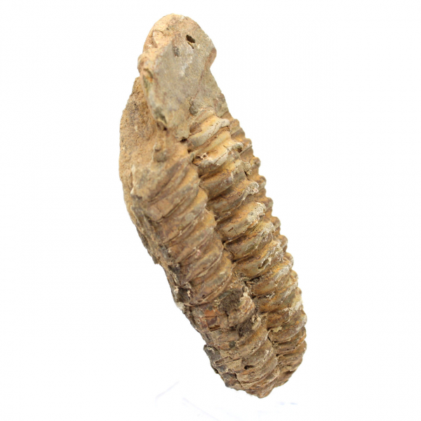 Fossile di trilobite dal Marocco