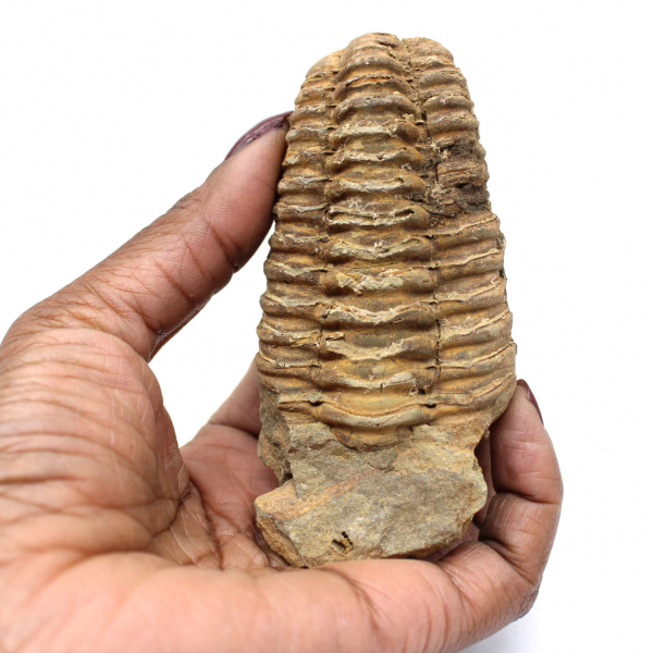 Fossile di trilobite dal Marocco