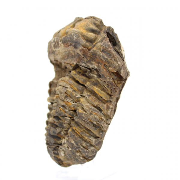 Trilobite fossile dal Marocco