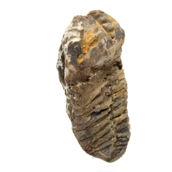 Trilobite fossile dal Marocco