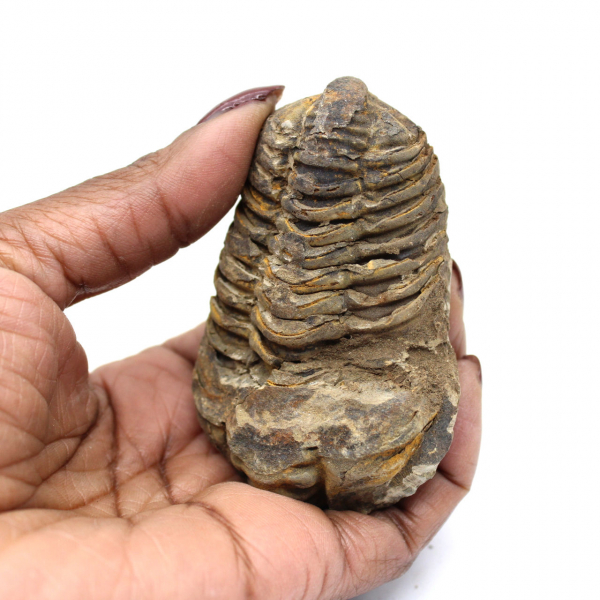 Trilobite fossile dal Marocco