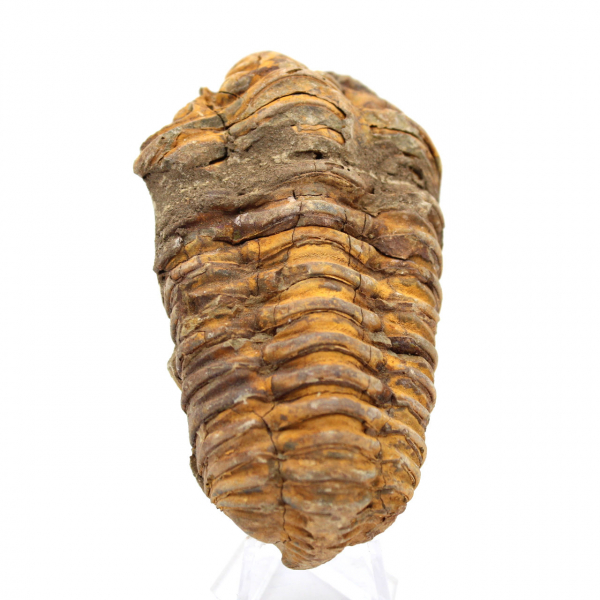 Fossile di trilobite