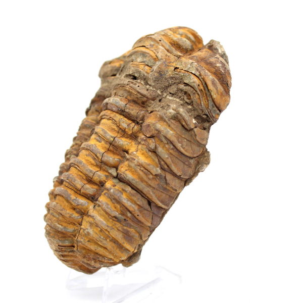 Fossile di trilobite