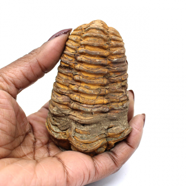 Fossile di trilobite