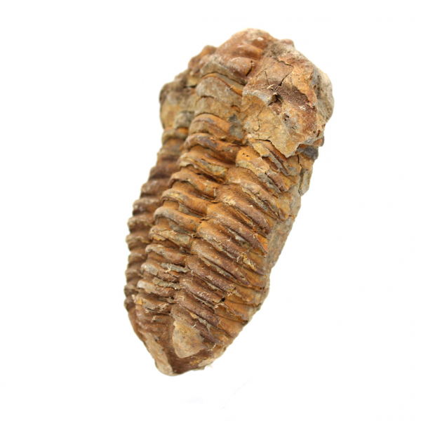 Trilobite fossile